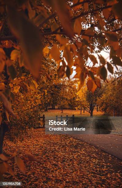 Fall Park Pathway Fall Foliage Framing A Calgary Park Pathway Stock Photo - Download ...