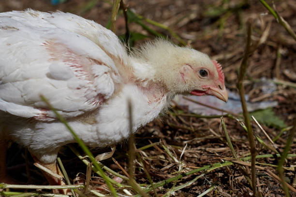 istock White chickens walk and graze in the open air, home yard with chickens 1351956717