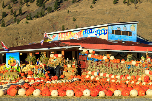 Keremeos, British Columbia, Canada - September 30, 2021: The Peach King fruit stand and farmers market display and arrangement of winter squash celebrating the autumn harvest and Thanksgiving.