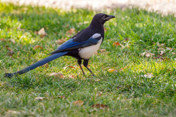 A Magpie In green grass area in the state of Wyoming.