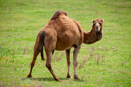A camel seen grazing fresh green gras