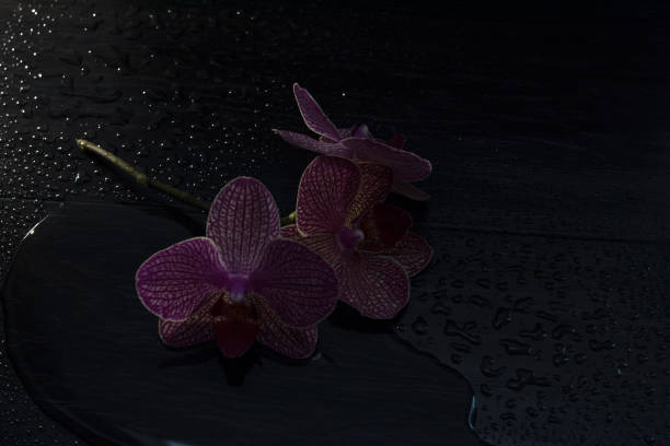 Orchid flower on a dark background in the water