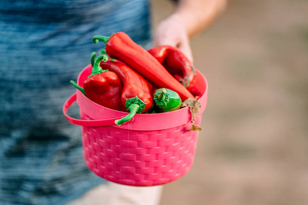 Container of Freshly Picked Red Peppers From a Community Vegetable Garden at a Local Farm in Colorado