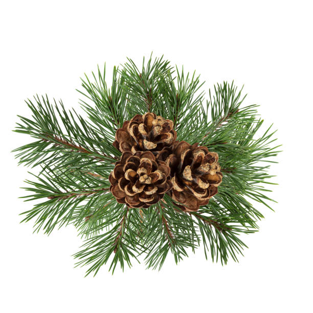 istock a branch of a Christmas tree with cones in isolation on a white background 1351963045