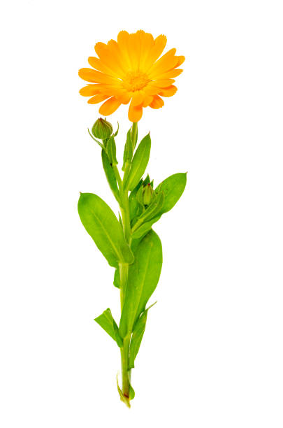 istock Orange single calendula flower with green leaves, isolated on white background 1351966737
