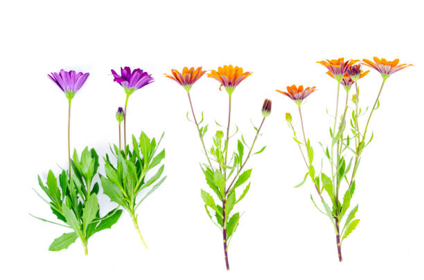 istock Bright garden flower Osteospermum isolated on white background. 1351966747