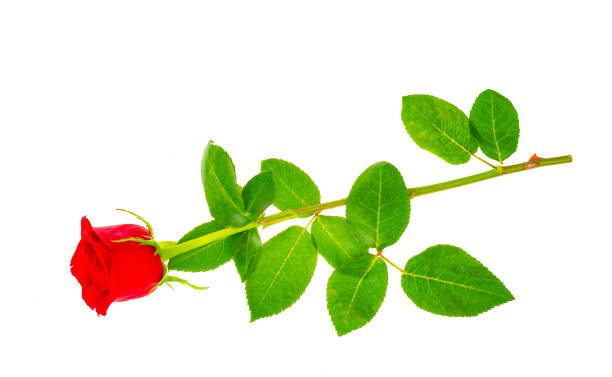 istock Dark red roses isolated on white background. 1351967461