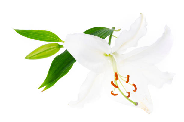 istock Delicate white lily flower, isolated. Studio Photo 1351967571