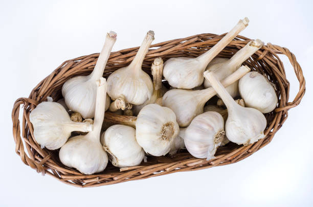 istock Wicker basket with fresh organic farming garlic 1351968229