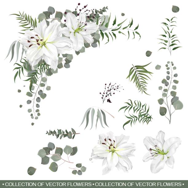 illustrazioni stock, clip art, cartoni animati e icone di tendenza di collezione floreale vettoriale - lily