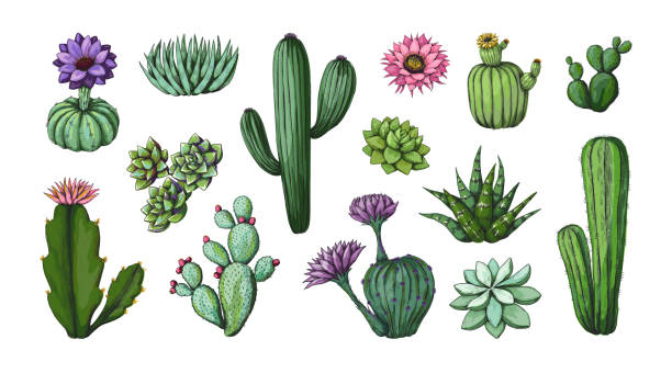 vintage-kaktuszeichnung. wüsten florale clipart-gravur-kunstwerke. naturpflanze mit dornen und blüten. stachelige flora grün. zimmerpflanzen-mockup. botanische elemente. vektor-sukkulenten-set - kaktus stock-grafiken, -clipart, -cartoons und -symbole