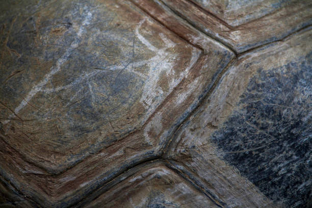 Close-up of a tortoise shell with high definition texture