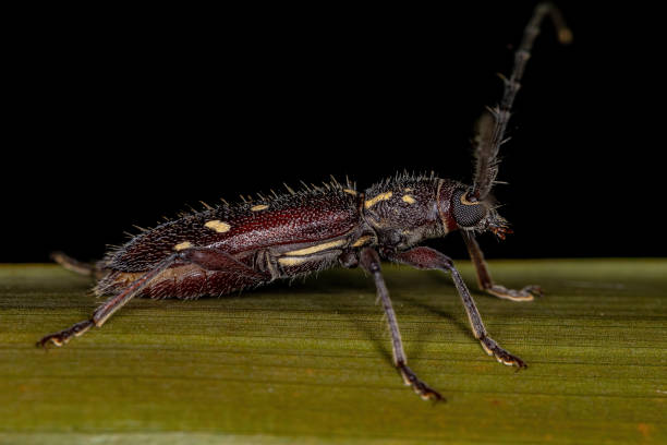 istock Adult Typical Longhorn Beetle 1351972013