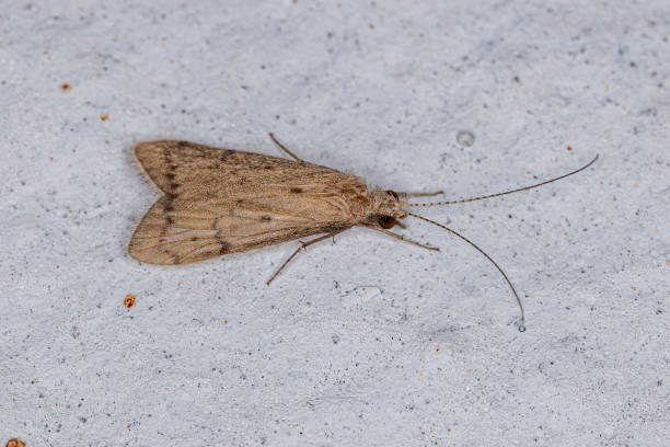 istock Adult Caddisfly 1351972016