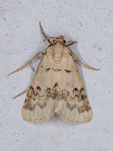 istock Adult Moth Insect 1351972031