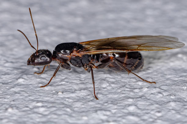 Adult Female Carpenter Queen Ant