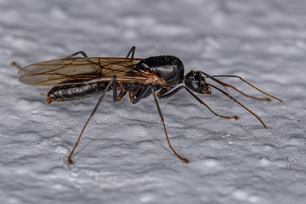 istock Adult Male Winged Carpenter Ant 1351972171