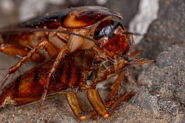 Adult American Cockroach stock photo