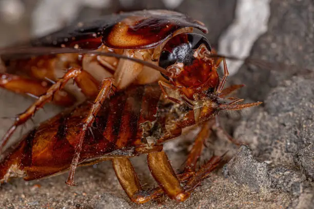 Adult American Cockroach of the species Periplaneta americana committing cannibalism