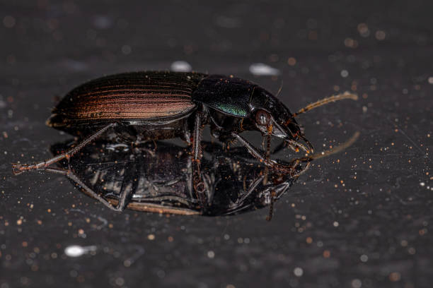 istock Adult Ground Beetle 1351972192