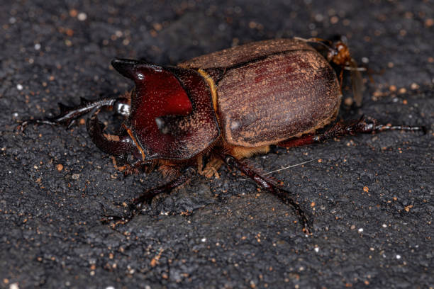 istock Adult Rhinoceros Beetle 1351972194