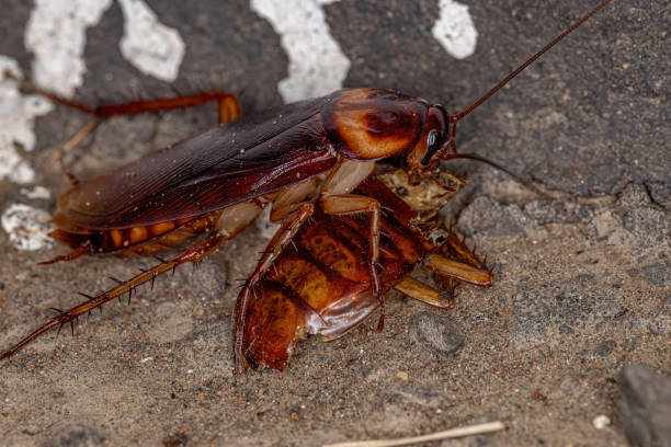 istock Adult American Cockroach 1351972195