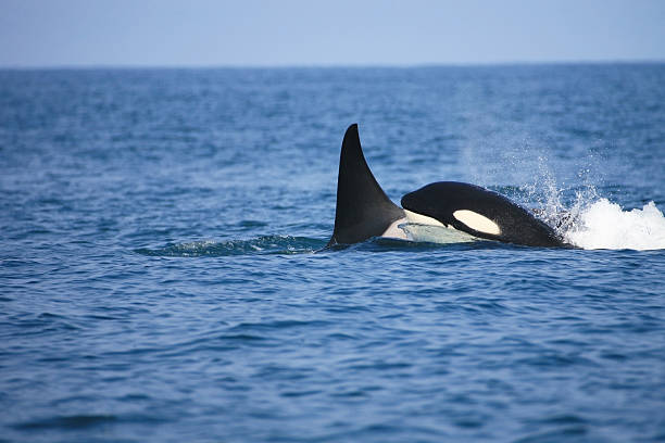 istock Killer whale female and calf 135197242