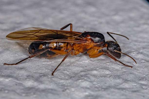 istock Adult Female Carpenter Queen Ant 1351972937