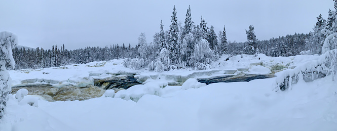 Winter panorama of the river skirting the snow-covered island with high fir trees in the tundra. High quality photo. Karelia. North Europe.Giant panoramic winter landscape.