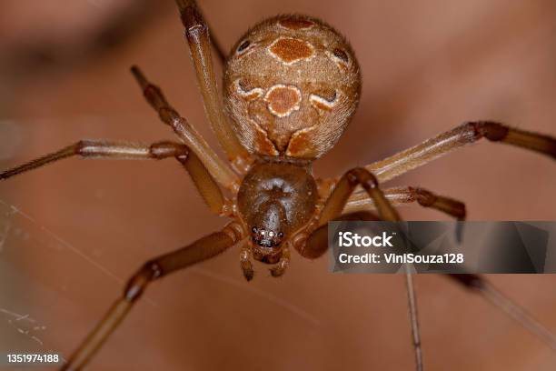 Female Adult Brown Widow Stock Photo - Download Image Now - Brown, Spider, Animal