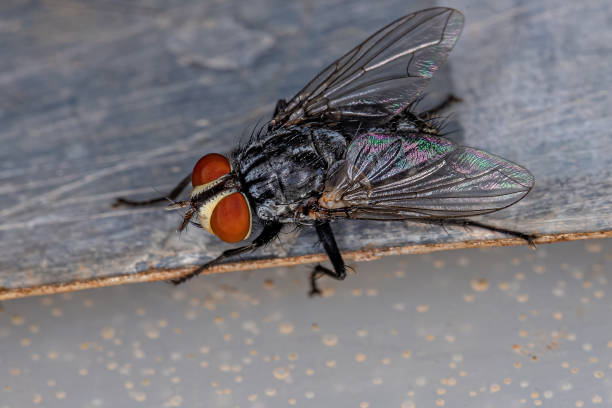 istock Adult Flesh Fly 1351974189