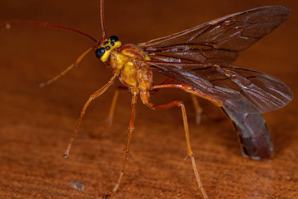 istock Adult Short-tailed Ichneumonid Wasp 1351974215