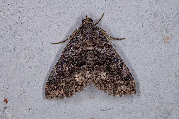 istock Adult Underwing moth 1351974223