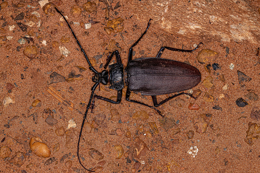 Adult Giant Prionid Beetle of the species Ctenoscelis coeus