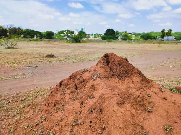 termite hill colony, made of red sand