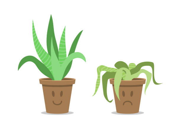 Growing and wilted plant in a pot. Growing and wilted plant in a pot. Houseplant without watering and care.  Stages of plant withering. wilted plant stock illustrations