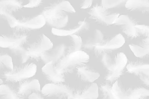 Soft White Fluffly Feathers on Gray Background