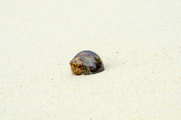 istock Landscape with shells on tropical beach, lipe island Thailand. 1351975244