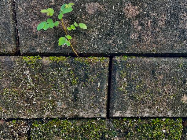 istock survival of trees in cement 1351978854
