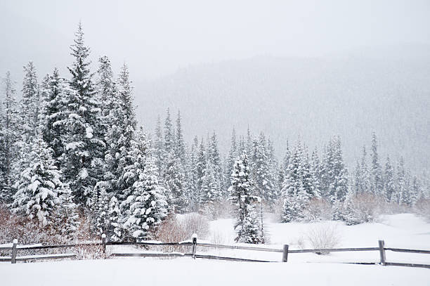 冬の森 - extreme terrain powder snow winter snow ストックフォトと画像