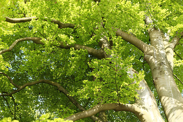 Green Tree looking up stock photo