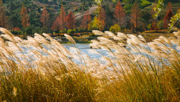 White pampas grass flowers on the riverside swaying in the autumn wind stock photo