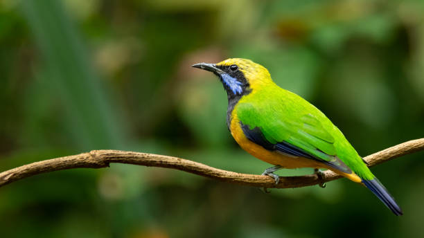 istock Orange-bellied Leafbird perching a liana perch looking into a distance 1351981376