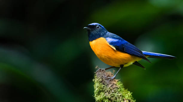 istock Colorful Rufous-bellied Niltava perching on tree branch with some moss 1351981960
