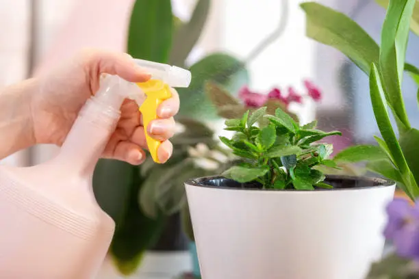 Women's hands spray the kalanchoe plant in a pot, on the windowsill. Close-up. The concept of home gardening and flower growing.