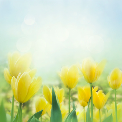 Spring background with beautiful  yellow tulips