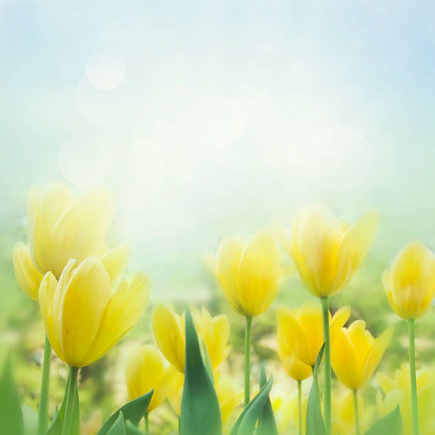 Yellow tulips stock photo