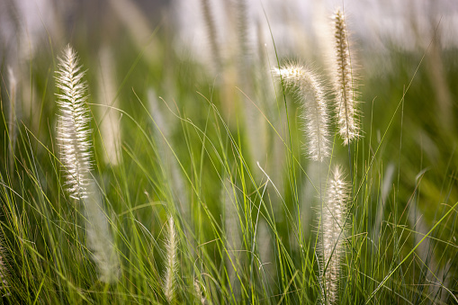Close-up on meadow grass, Stipa tenuissima