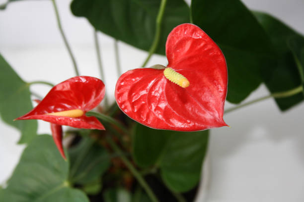 istock Green leaves and red anthurium flowers on a white wall background. 1351983253