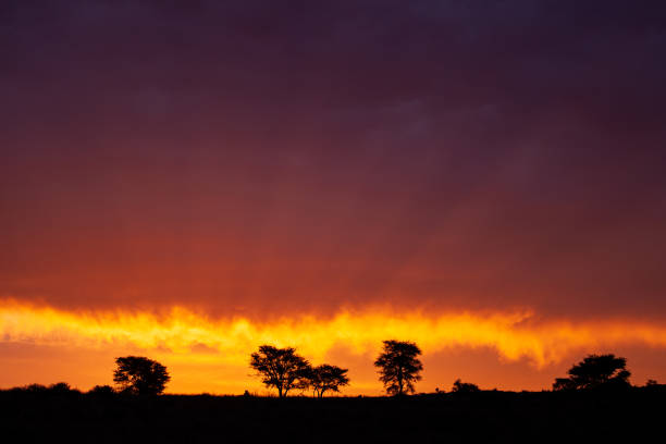 kalahari sonnenuntergang im kgalagadi transfrontier park, südafrika - gemsbok antelope mammal nature stock-fotos und bilder